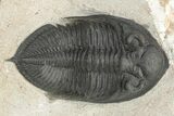 Bargain, Zlichovaspis Trilobite - Atchana, Morocco #229646-1